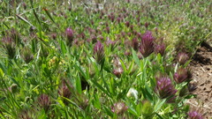 Trifolium dasyurum