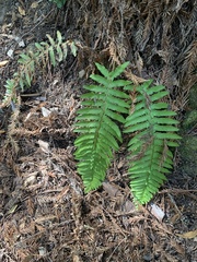 Polystichum californicum