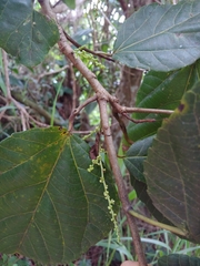 Alchornea latifolia