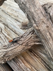 Phidippus adumbratus