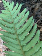 Polystichum californicum