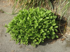Leptinella plumosa