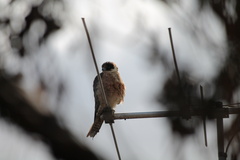 Falco longipennis