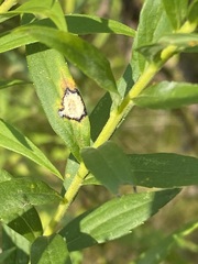 Asteromyia carbonifera