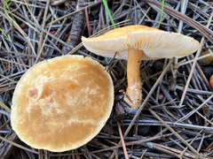 Cystoderma