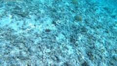 Chaetodon vagabundus