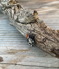 Phidippus adumbratus