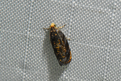 Olethreutes auricapitana