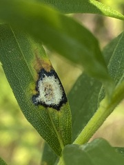 Asteromyia carbonifera
