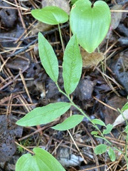 Vaccinium myrtilloides