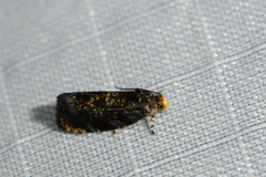 Olethreutes auricapitana