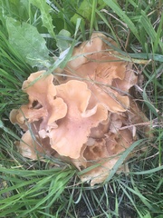 Lyophyllum decastes