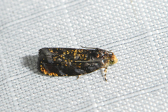 Olethreutes auricapitana