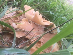 Lyophyllum decastes