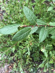 Salix bebbiana