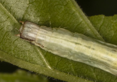 Xanthotype urticaria