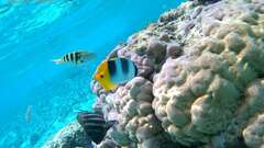 Chaetodon ulietensis