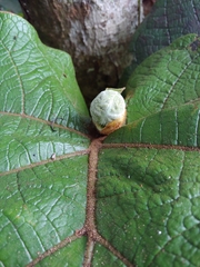 Coccoloba pubescens