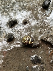 Cepaea