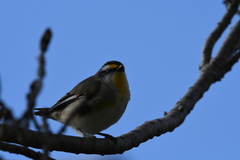Pardalotus striatus