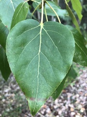 Populus balsamifera