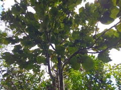 Coccoloba pubescens