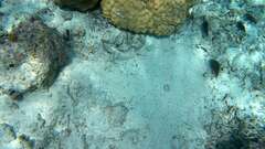 Parapercis millepunctata