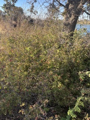 Rosa californica