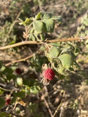 Rosa californica