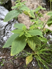 Impatiens pallida