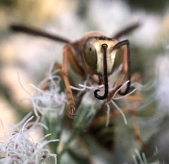Fuscopolistes