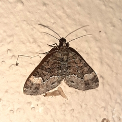 Larentiinae