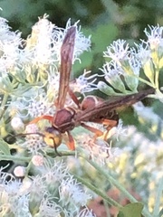 Fuscopolistes