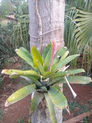 Tillandsioideae