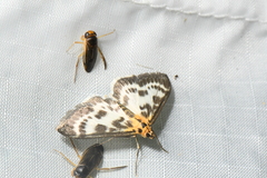 Anania hortulata
