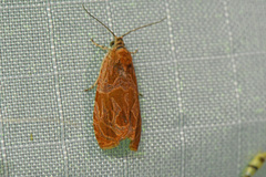 Olethreutes nitidana