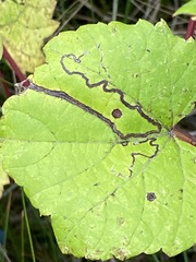 Phyllocnistis vitifoliella