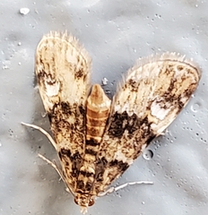 Elophila obliteralis