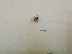 Plexippus petersi