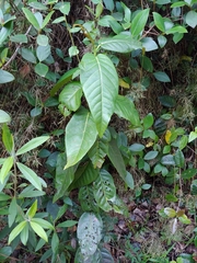 Coccoloba swartzii