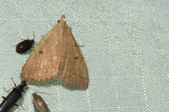 Zanclognatha protumnusalis