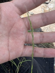 Festuca