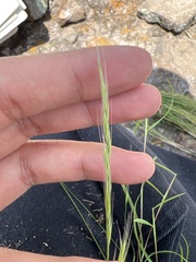 Festuca