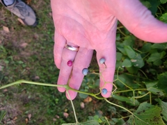 Ampelopsis cordata