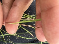 Festuca