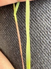 Festuca