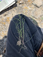 Festuca