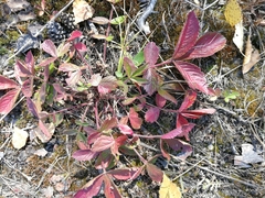 Potentilla fragarioides