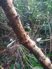 Pereskia