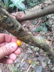 Pereskia